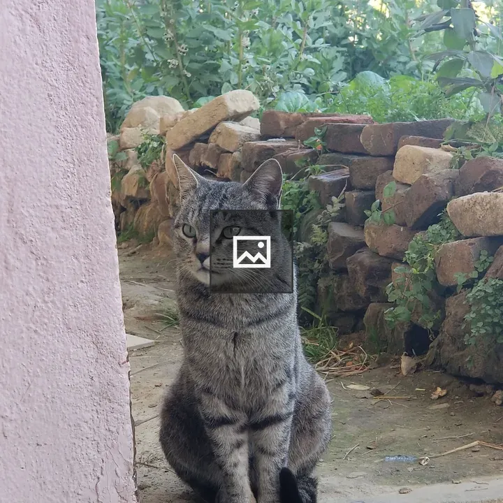 Gray and Black Cat on Path