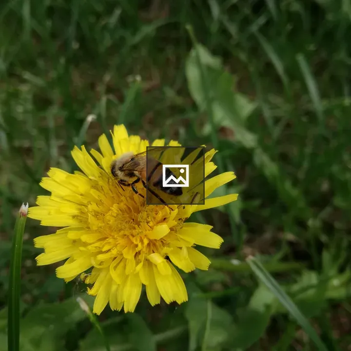 Honey bee on dandelion