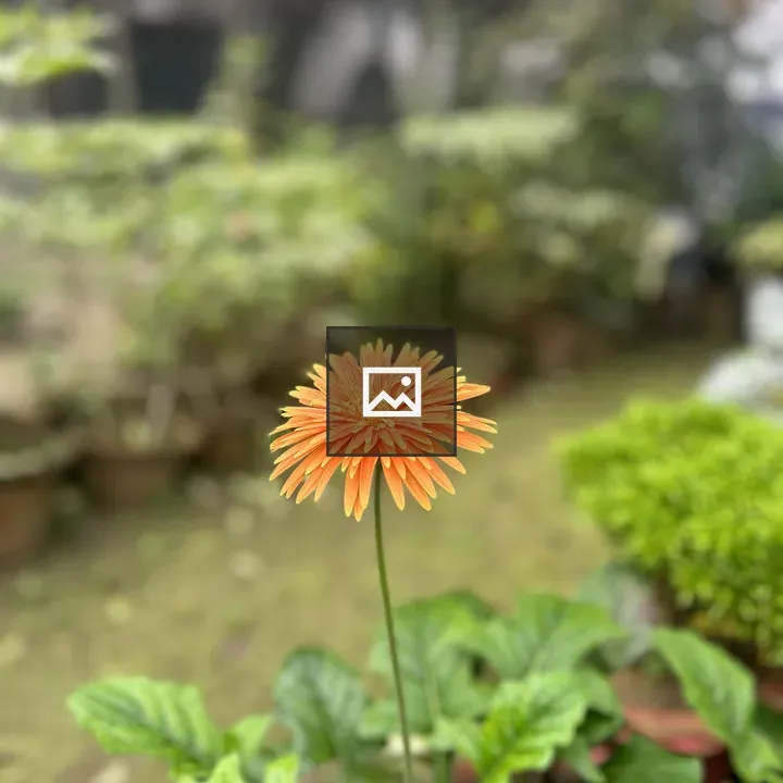Orange Gerbera Daisy on Green