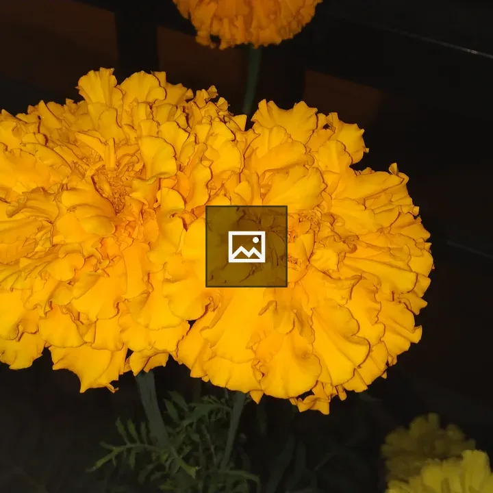 Marigold Flower in Garden