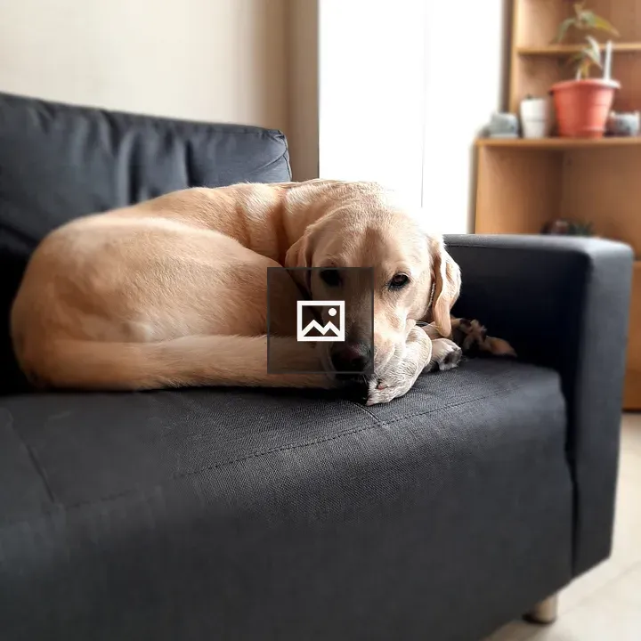 Labrador on Sofa