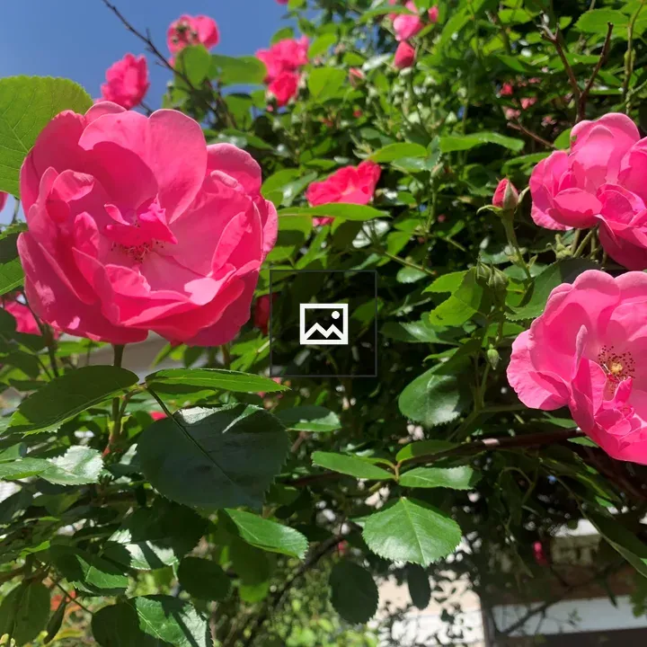 Pink roses among green leaves