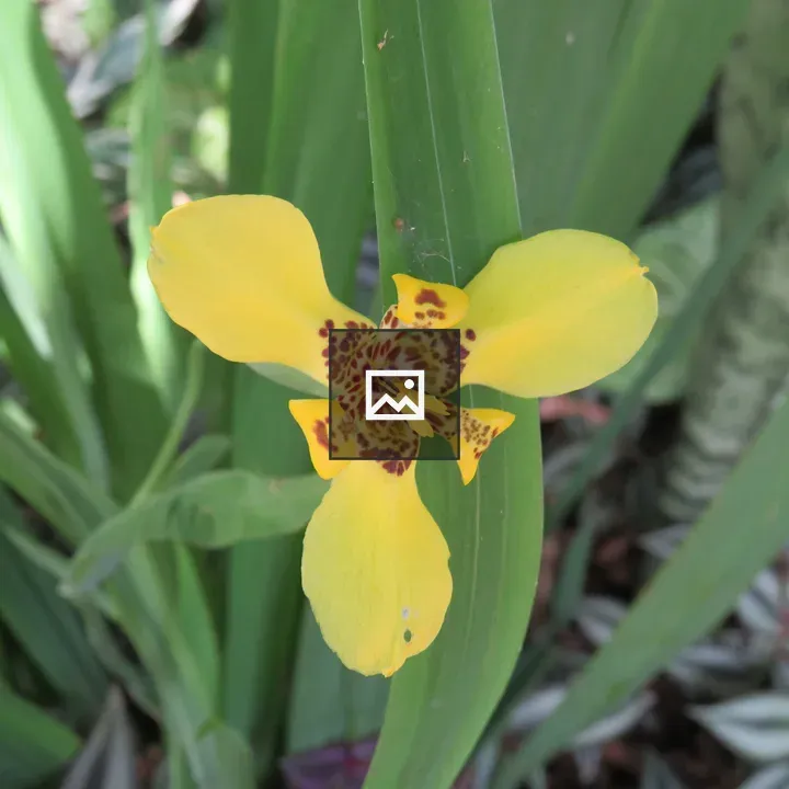 Yellow walking iris flower