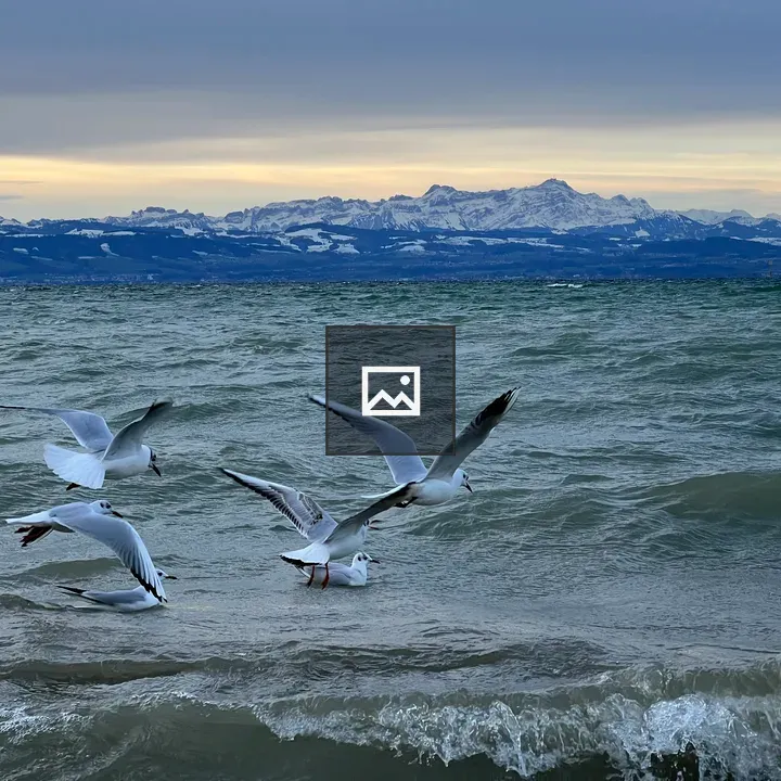 Seagulls over water with Alps