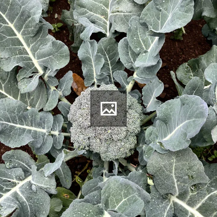 Broccoli Head with Leaves