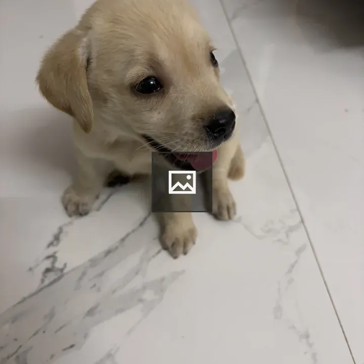 Puppy on white marble floor
