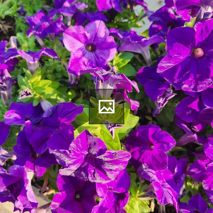 Purple Petunias
