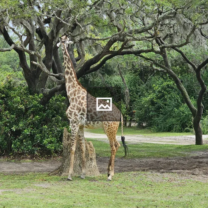 Giraffe in Grassy Park