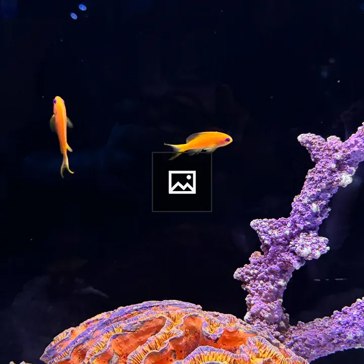 Orange and pink tropical fish