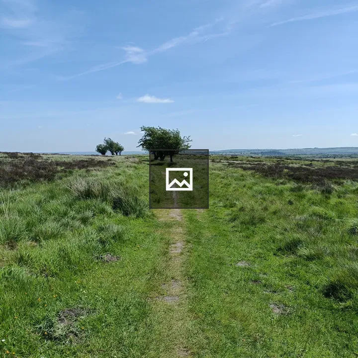 Upland moor with windswept trees