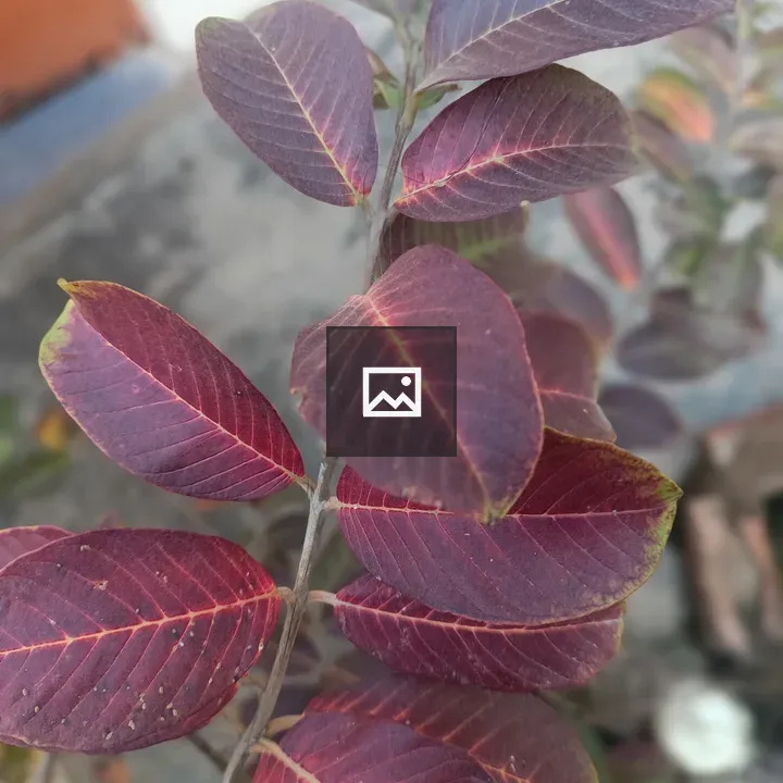 Guava Plant Leaf with Red and Purple Tones