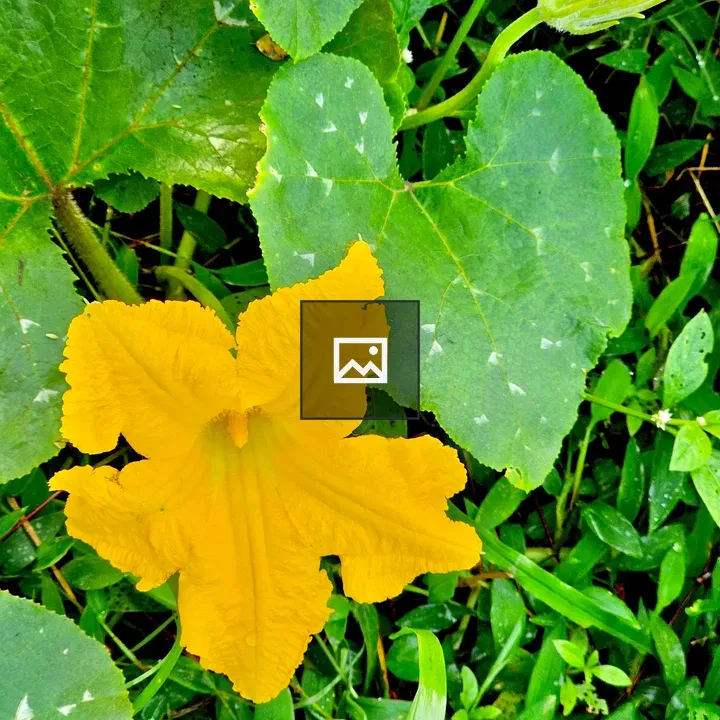 Pumpkin flower and bud