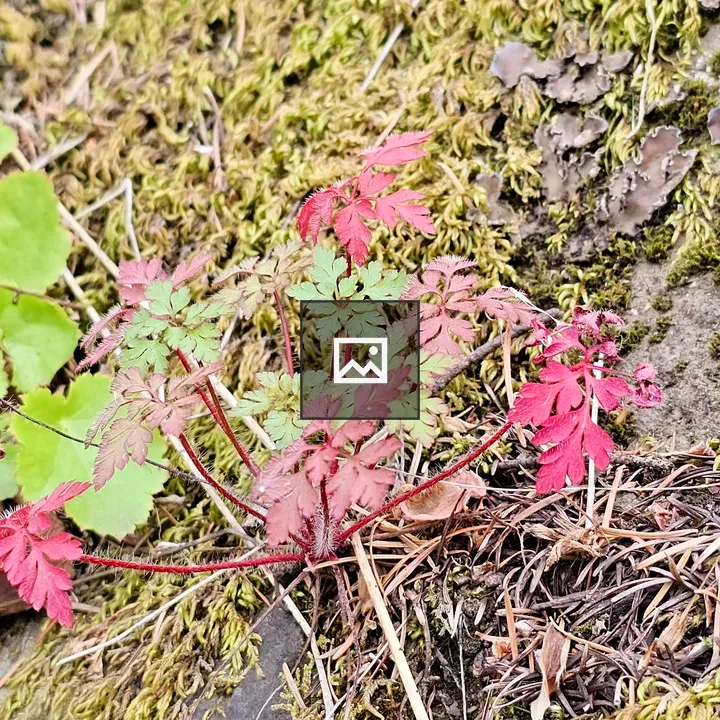 Red-leaved plant emerging from moss
