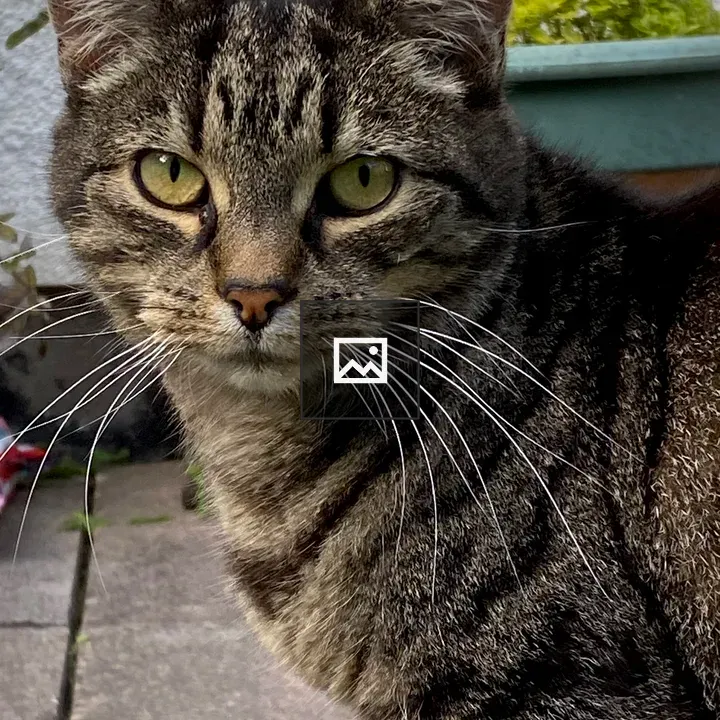Cat looking at the camera