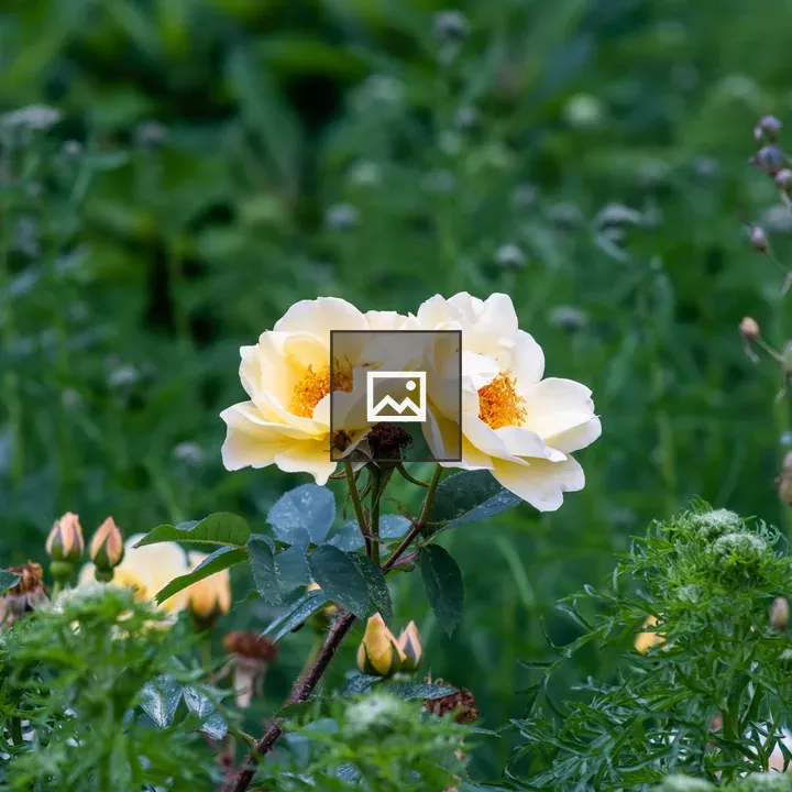 Yellow roses cluster in foliage
