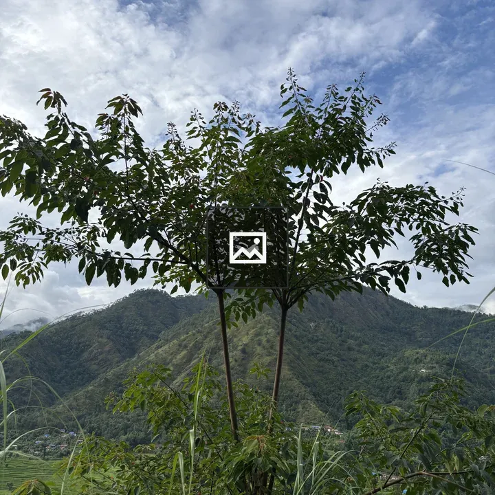 Tree in Green Landscape