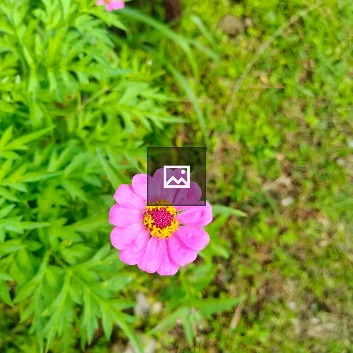 Close-up pink flower with yellow center