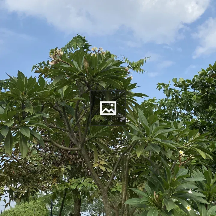 Trees with Dense Foliage