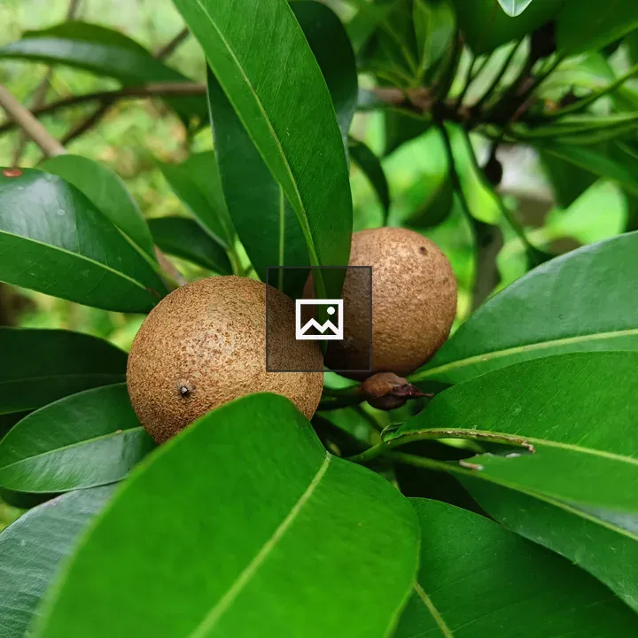 Close-up of green leaves and fruits