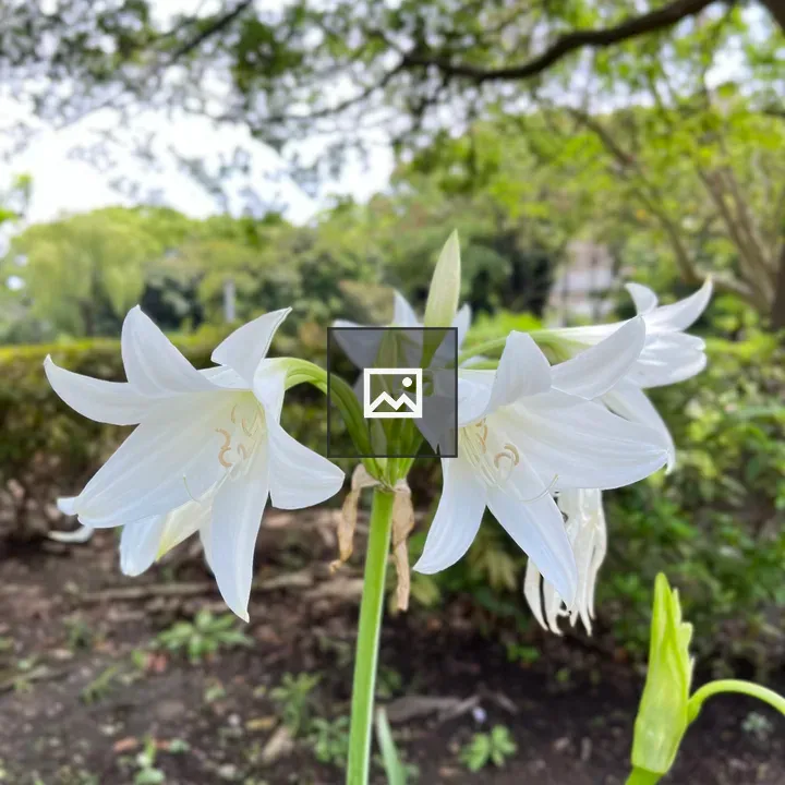 White Easter Lily Flowers