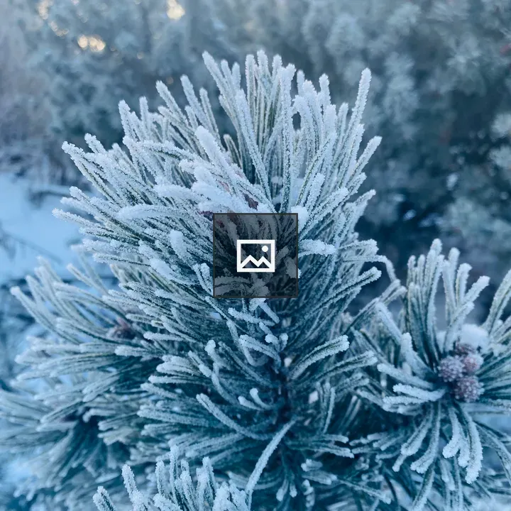 Pine branch with frost