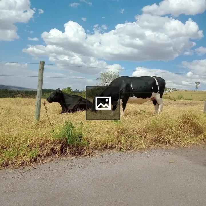 Two cows grazing in field