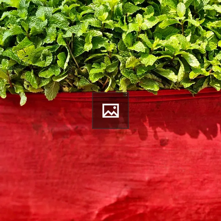 Mint leaves with red cloth