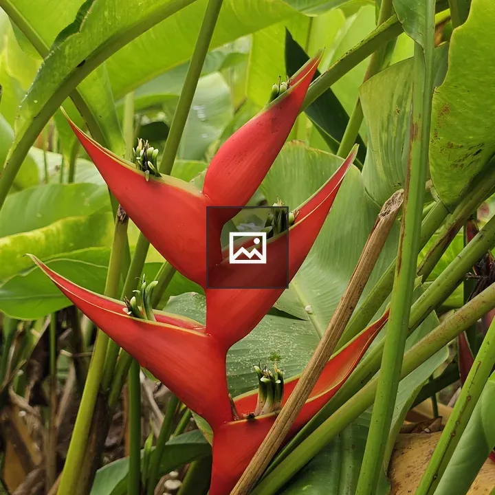 Heliconia bihai Flower Portrait