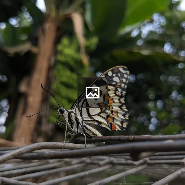 Butterfly on a metal wire
