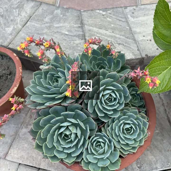 Echeveria Succulents in Pot