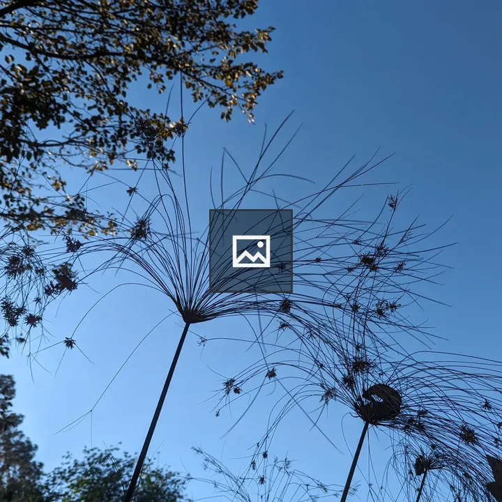 Tall plant stalks against blue sky