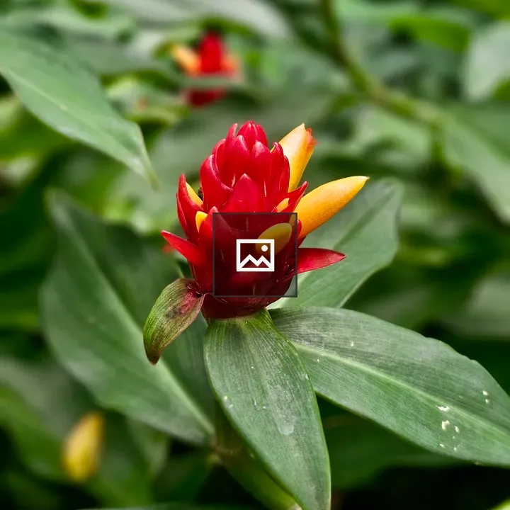 Red cone-shaped ginger flower