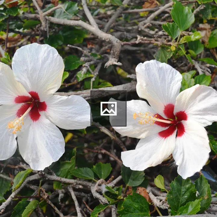Twin white hibiscus flowers