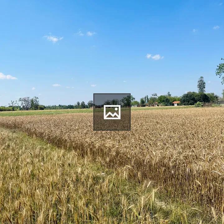 Village wheat field under blue sky