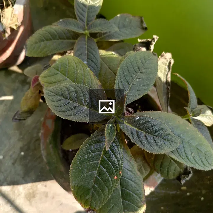 Potted plant with large green leaves