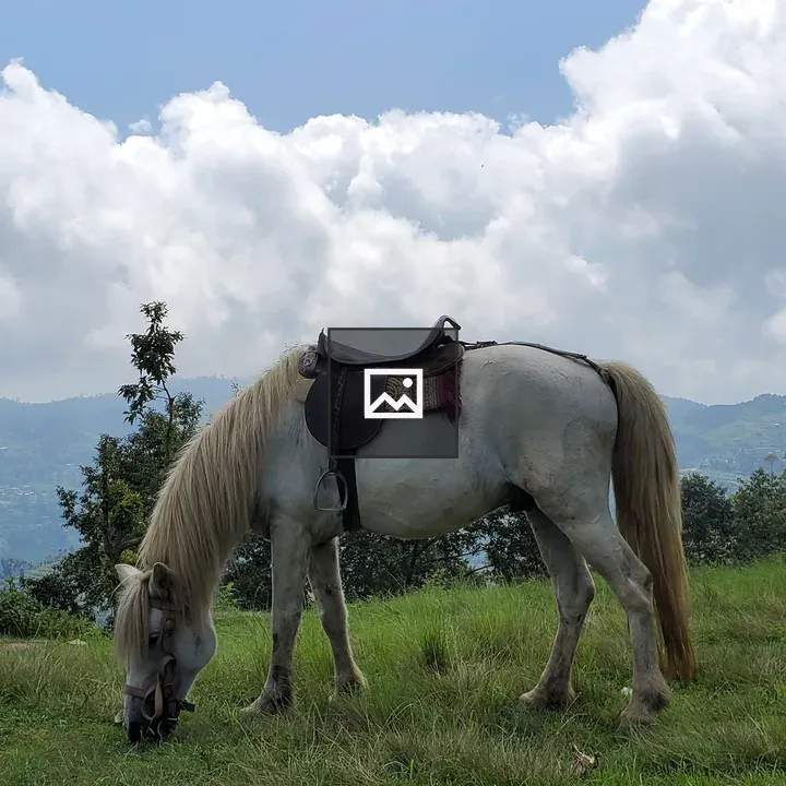 White horse grazing in grassland