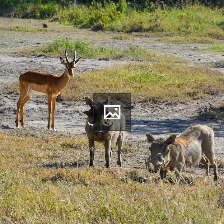 Warthogs on grassy path
