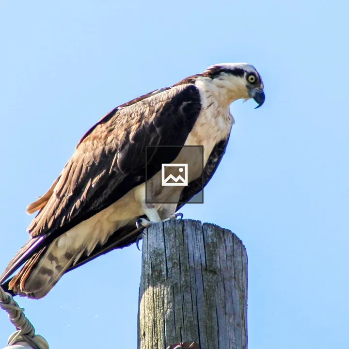 Osprey in Sodus Point