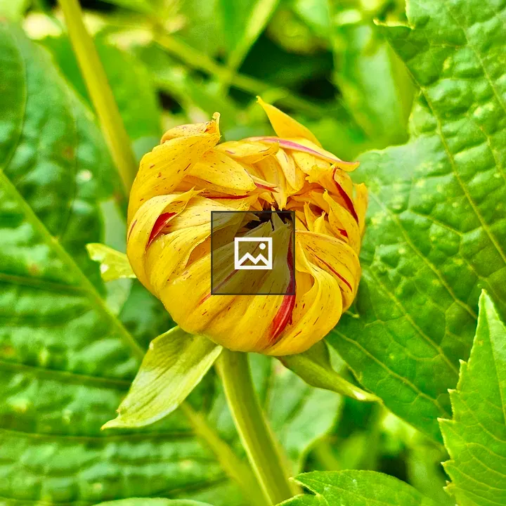 Yellow dahlia bud