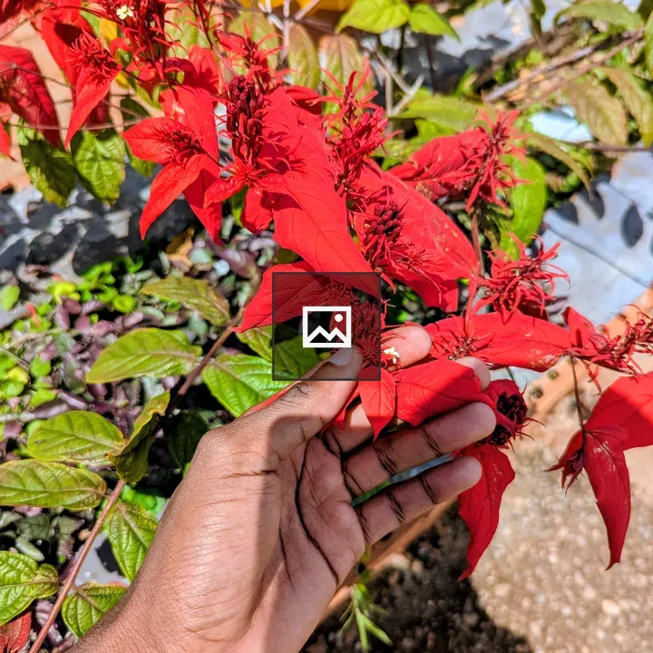 Hand with red leaves and flowers