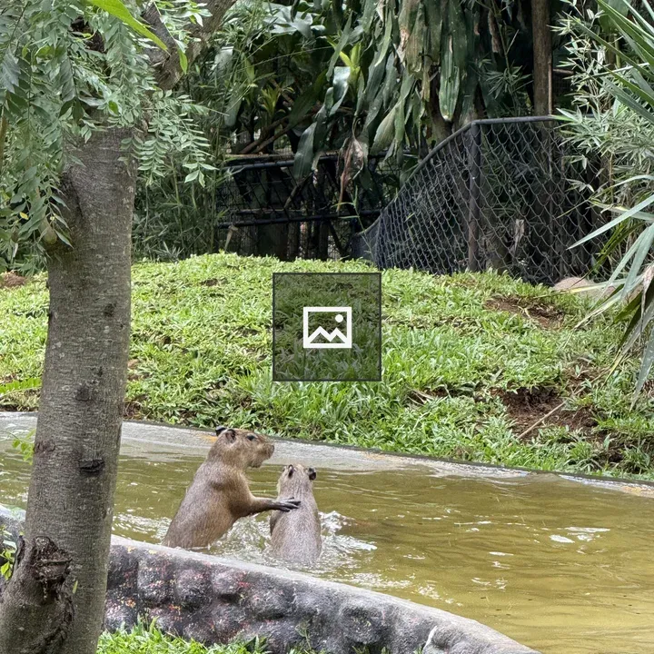 Capybaras Playing in Water