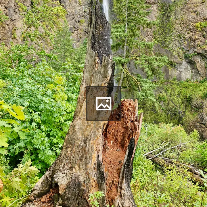 Weathered tree stump by waterfall