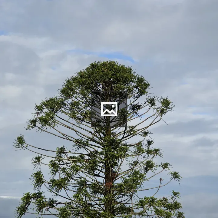 Paraná pine in cloudy sky