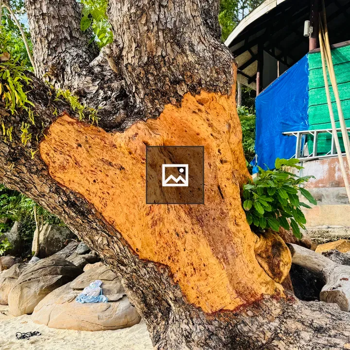 Close-up of tree trunk with orange sap