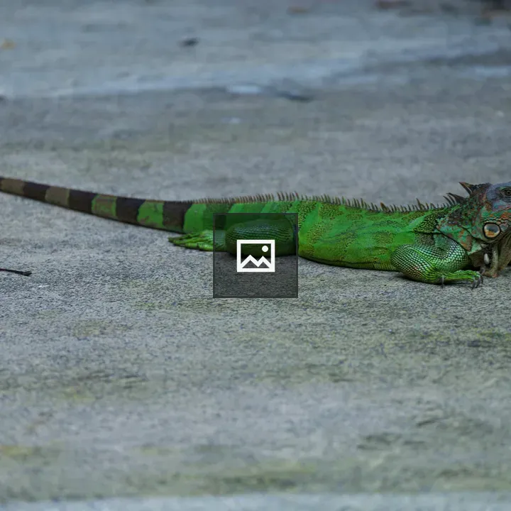 Green iguana on ground