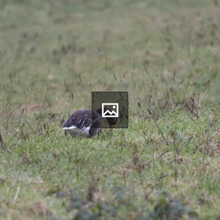 Geese Foraging in Field