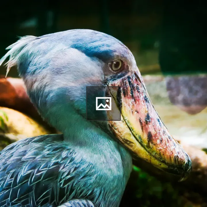 Shoebill stork close-up