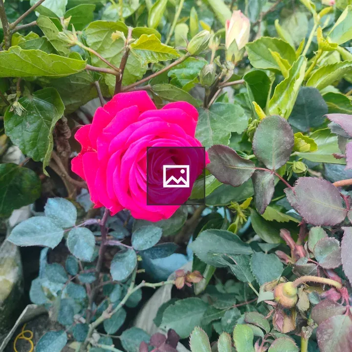 A bright pink rose