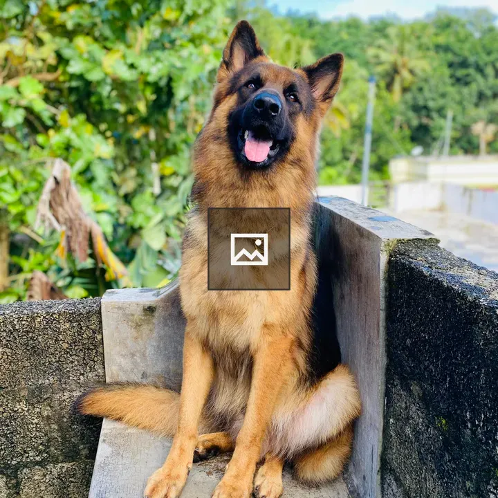 German Shepherd on Stone Bench