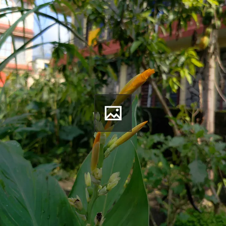 Orange flower bud in garden